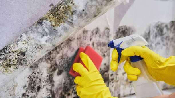 Reliable Cedar Springs, MI Mold Remediation Solutions